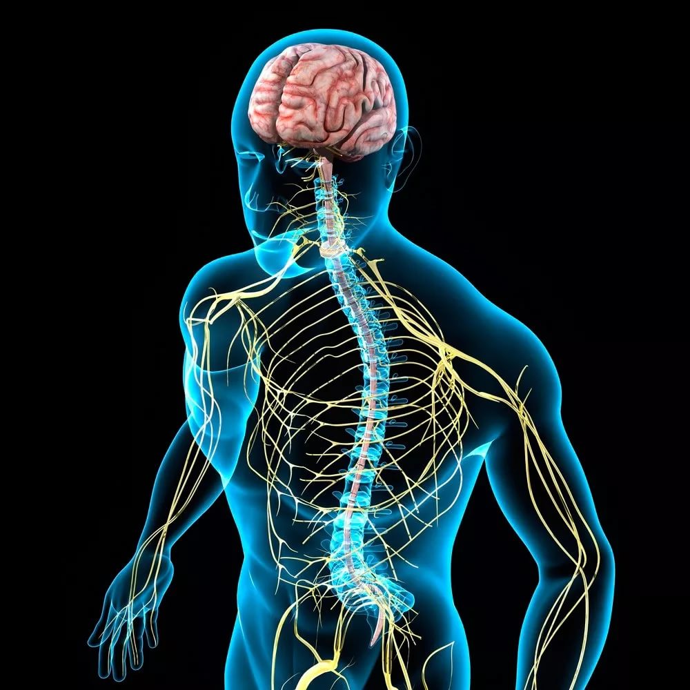 Нервный кашель: причины, симптомы и лечение - 21 декабря, Статьи «Кубань 24»