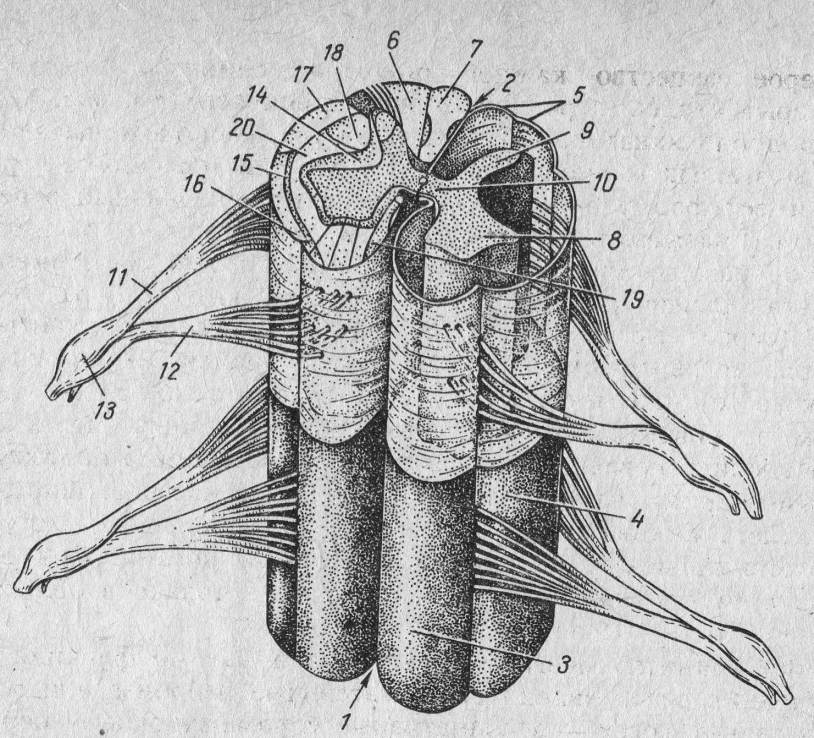 Спинной мозг рисунок