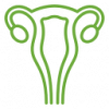 uterus